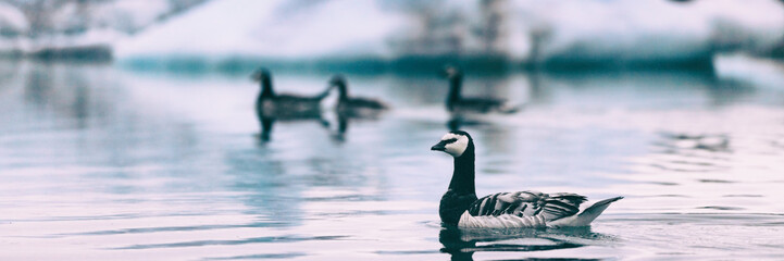 Fototapeta premium Arctic wildlife animals - goose birds swimming in Jokulsarlon lake, Iceland banner panorama travel background landscape.