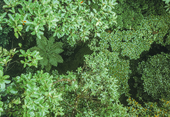Aerial view of the green rainforest canopy of Monteverde, Costa Rica