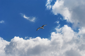 Seagull flying among the curly clouds in a sunny sky