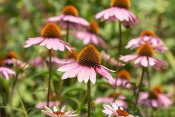 an echinacea flower at the bloom