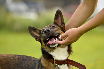 Sunstroke, health of pets in the summer.  Young Dog. How to protect your dog from overheating.Training of dogs.  Young energetic dog on a walk. 