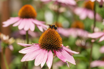 a bumblebee on an echinacea flower