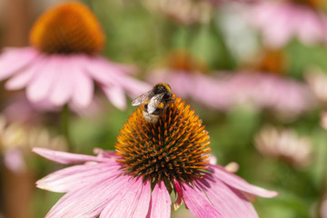 a bumblebee on an echinacea flower