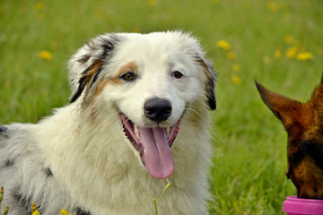 Fototapeta premium Sunstroke, health of pets in the summer. Young Australian Shepherd Dog. Aussie. How to protect your dog from overheating.Training of dogs. Young energetic dog on a walk. 