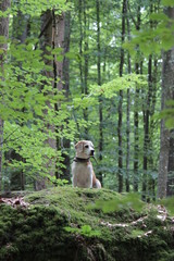 Fototapeta premium cute beagle sitting on big rock in the forest