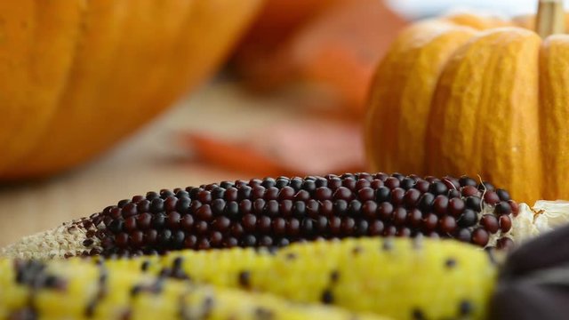 Indian corn with different sized pumpkins in the background.  Slider shot.