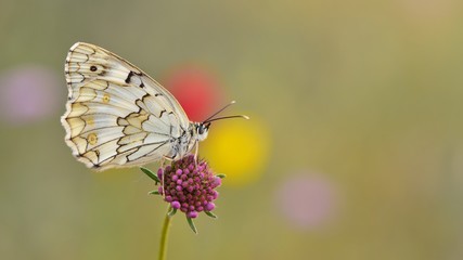 Melanargia larissa  339