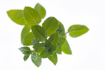 frische Pfefferminz isoliert auf weißen Hintergrund