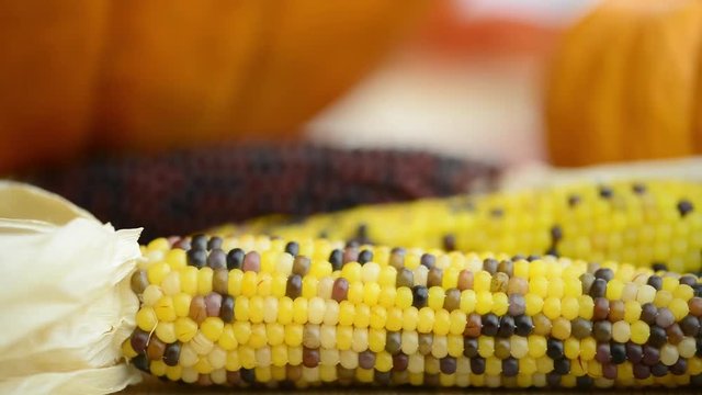 Indian corn with different sized pumpkins in the background.  Slider shot.