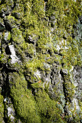 Obraz premium Brzoza z mchem