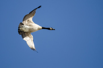 Lone Canada Goose Flying in a Blue Sky