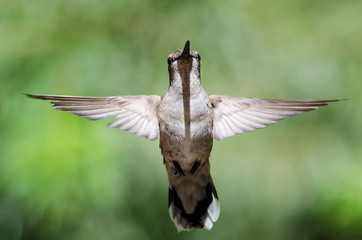 Black-Chinned Hummingbird Hovering in Flight Deep in the Forest