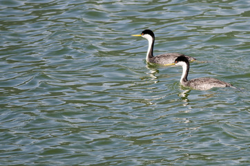 Pair of Western Grebes Swimming in the Blue Water
