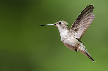 Fototapeta na wymiar Black-Chinned Hummingbird Hovering in Flight Deep in the Forest
