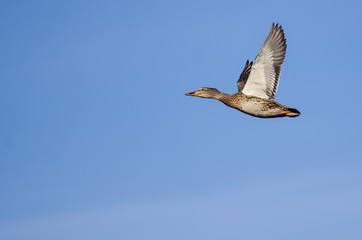 Mallard Duck Flying in a Blue Sky