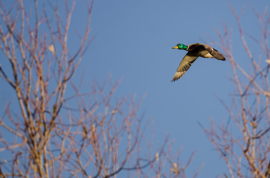 Mallard Duck Flying Past the Autumn Tree