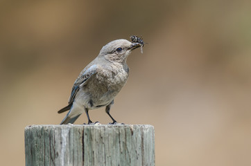 Mountain Bluebird Displaying Its Catch While Perched atop a Weathered Wooden Post