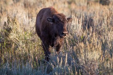 Bison calf in the evening sun - 216449699
