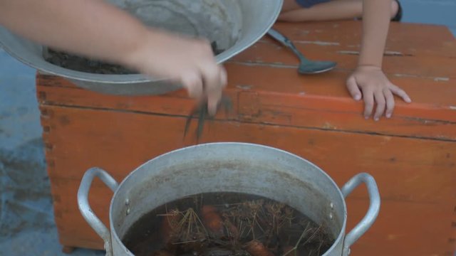 Live crayfish caught in river are cooked in arge aluminum pan in open air. Woman puts dill in saucepan and salt water. Crayfish are boiled in water. Village Children help to cook crawfish.