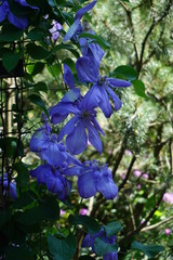 Piekne niebieskie kwiaty w parku