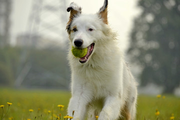 Young Australian Shepherd Dog. Aussie. Merry fuss puppies. Training of dogs.  Dog education,...