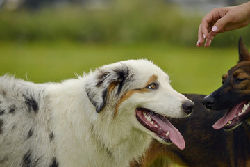 Young Australian Shepherd Dog. Aussie. Merry fuss puppies. Training of dogs.  Dog education,...