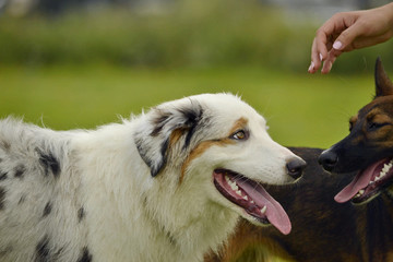 Young Australian Shepherd Dog. Aussie. Merry fuss puppies. Training of dogs.  Dog education, cynology, intensive training of young dogs.