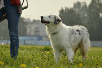 Young Australian Shepherd Dog. Aussie. Merry fuss puppies. Training of dogs.  Dog education, cynology, intensive training of young dogs.