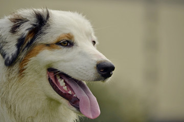 Obraz premium Young Australian Shepherd Dog. Aussie. Merry fuss puppies. Training of dogs. Dog education, cynology, intensive training of young dogs.