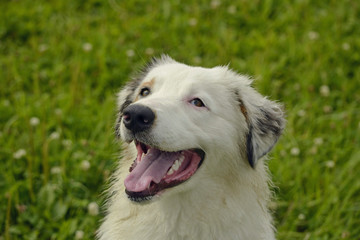 Young Australian Shepherd Dog. Aussie. Merry fuss puppies. Training of dogs.  Dog education, cynology, intensive training of young dogs.