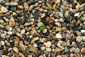 Plant and Stones