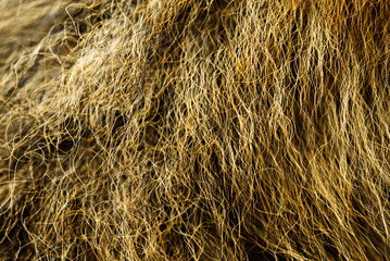 Dog's Fur
