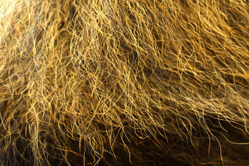 Dog's Fur