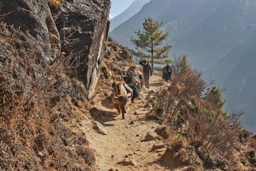 Himalayas,Nepal- cirka March, 2012: sherpa porters and yaks on the way to Everest Base Camp, beautiful sunny weather and spectacular views