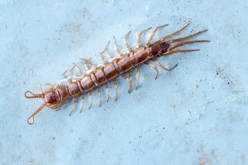 Lithobius forficatus, brown centipede or stone centipede, is a common European centipede of the...