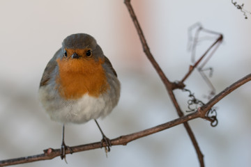 Robin in the garden