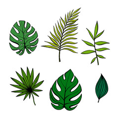 Fototapeta na wymiar Hand drawn branches and leaves of tropical plants. Black outline set isolated on white background. Synadenium, monstera,palm leaf