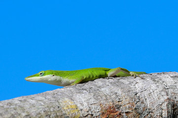 Green Anole 
