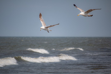 Seagulls flying above the Baltic sea