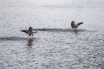 Two Canadian goose landing on the water