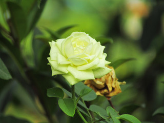 Beautiful closeup photo of white rose flowers in the garden with blurred background