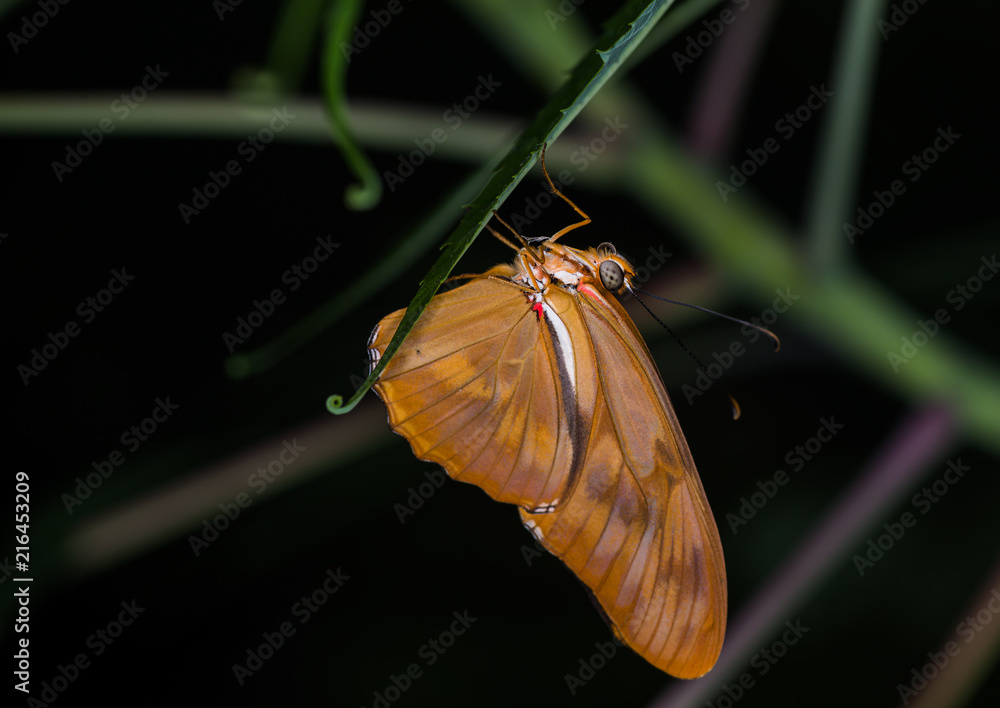 Wall mural isolated macro image of fancy butterfly, shallow depth of field