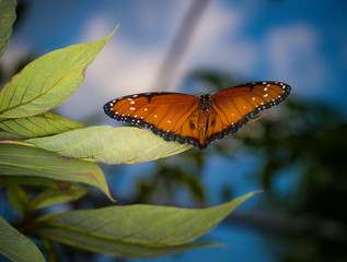 isolated macro image of fancy butterfly, Queen butterfly (Danaus gilippus) 