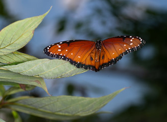isolated macro image of fancy butterfly, Queen butterfly (Danaus gilippus) 