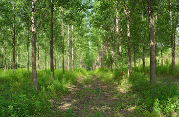 Obraz premium Forest hiking road with trees all around