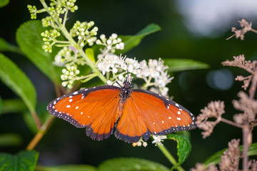 isolated macro image of fancy butterfly, Queen butterfly (Danaus gilippus) 