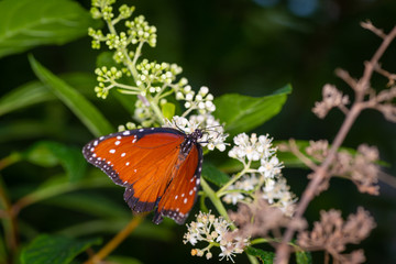 isolated macro image of fancy butterfly, Queen butterfly (Danaus gilippus) 