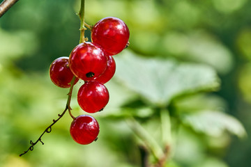 Red currant berries ripening on the vine in summer in the garden.