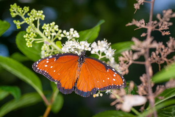 isolated macro image of fancy butterfly, Queen butterfly (Danaus gilippus) 