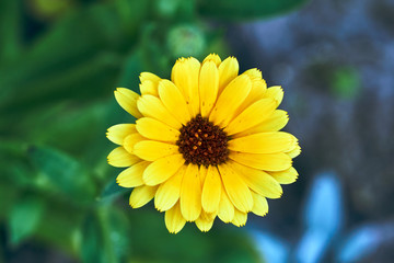 beautiful, yellow African daisy flower in summer in the garden.